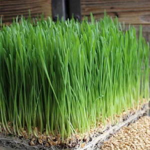 Wheatgrass 1oz