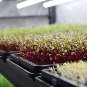 Random Microgreen 1oz