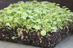 Cress 1oz