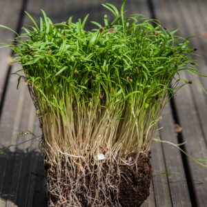Dill .75oz